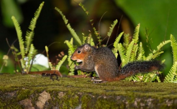 L'animale del Parco nazionale di Bach Ma 