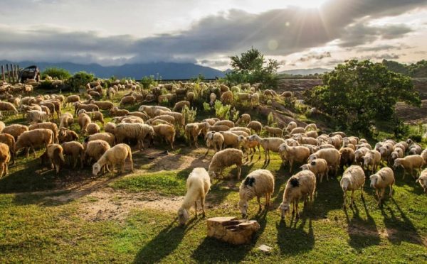 Pecore sulla prateria di An Hoa