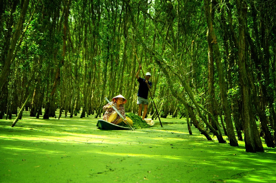 Foresta Di Caieput Tra Su, Chau Doc