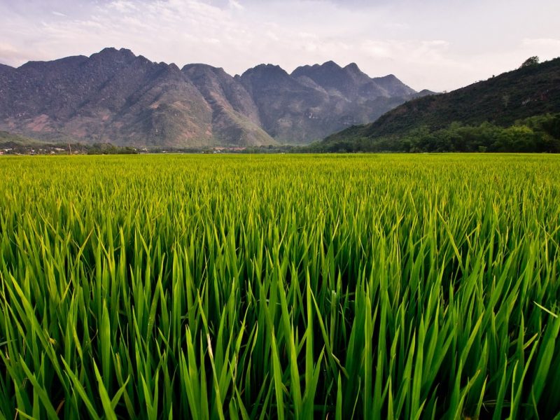 Mai Chau