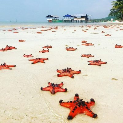 Starfish Beach