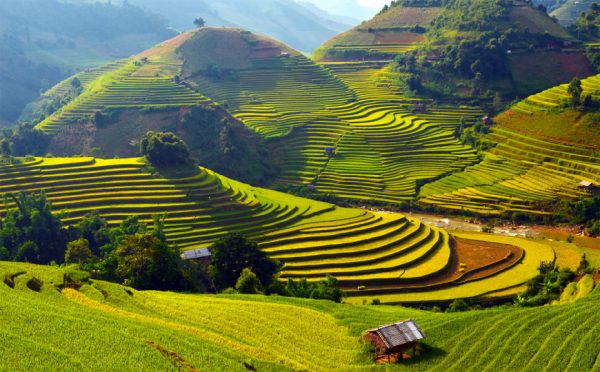 I campi di riso (Nam Ngoi)