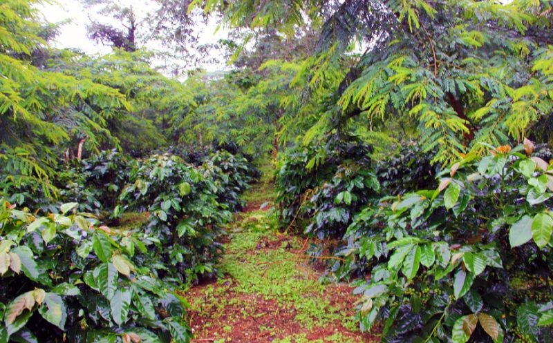 OFFERTA DI TOUR CLASSICO IN LAOS